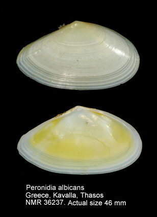 Peronidia albicans.jpg - Peronidia albicans (Gmelin,1791)